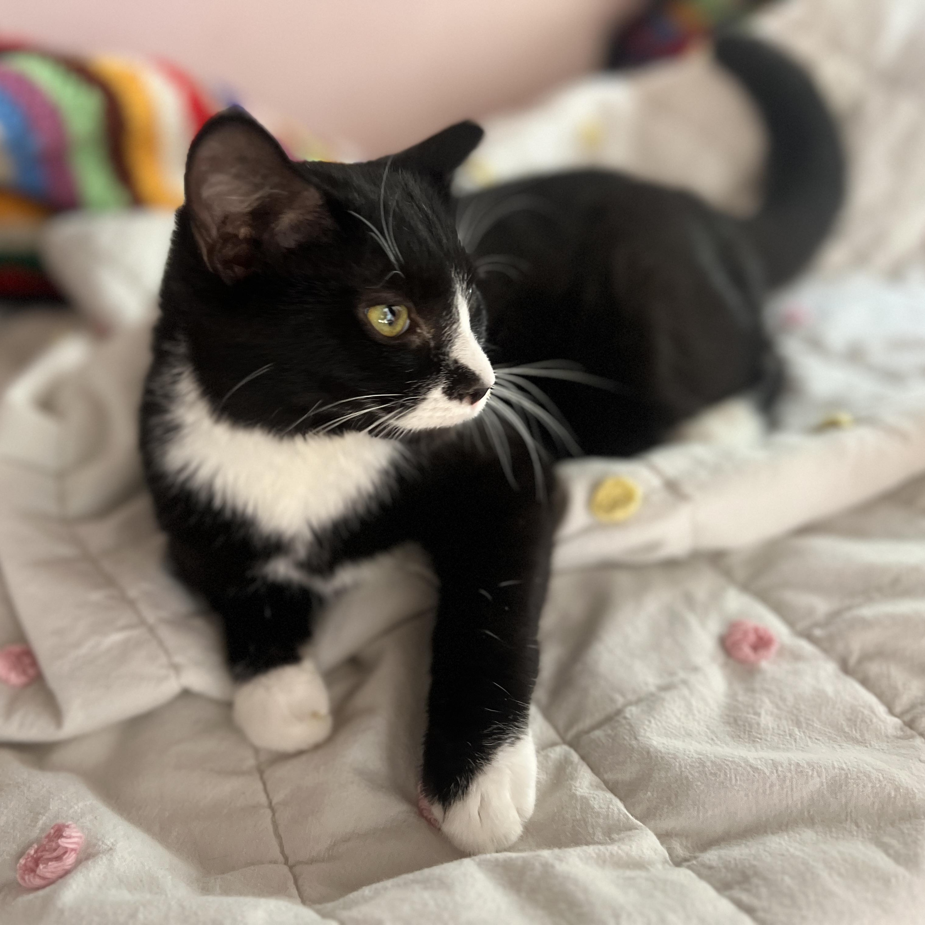 Enlarge Miller, a Adoptable Domestic Medium Hair in Roanoke, VA image 1/3