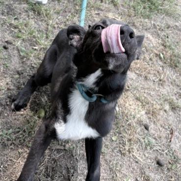 Carl, Adoptable, Young Male Collie.