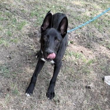 Carl, a Adoptable Collie in Tyler, TX image 2/6