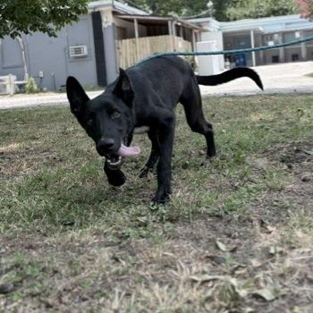 Carl, a Adoptable Collie in Tyler, TX image 3/6