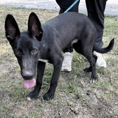 Carl, a Adoptable Collie in Tyler, TX image 4/6