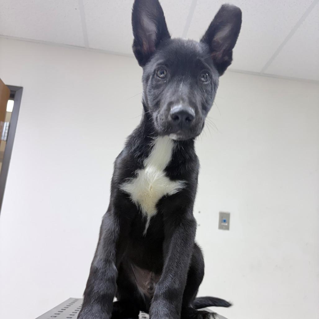 Carl, a Adoptable Collie in Tyler, TX image 5/6