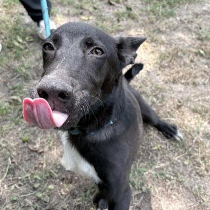 Carl, a Adoptable Collie in Tyler, TX image 6/6