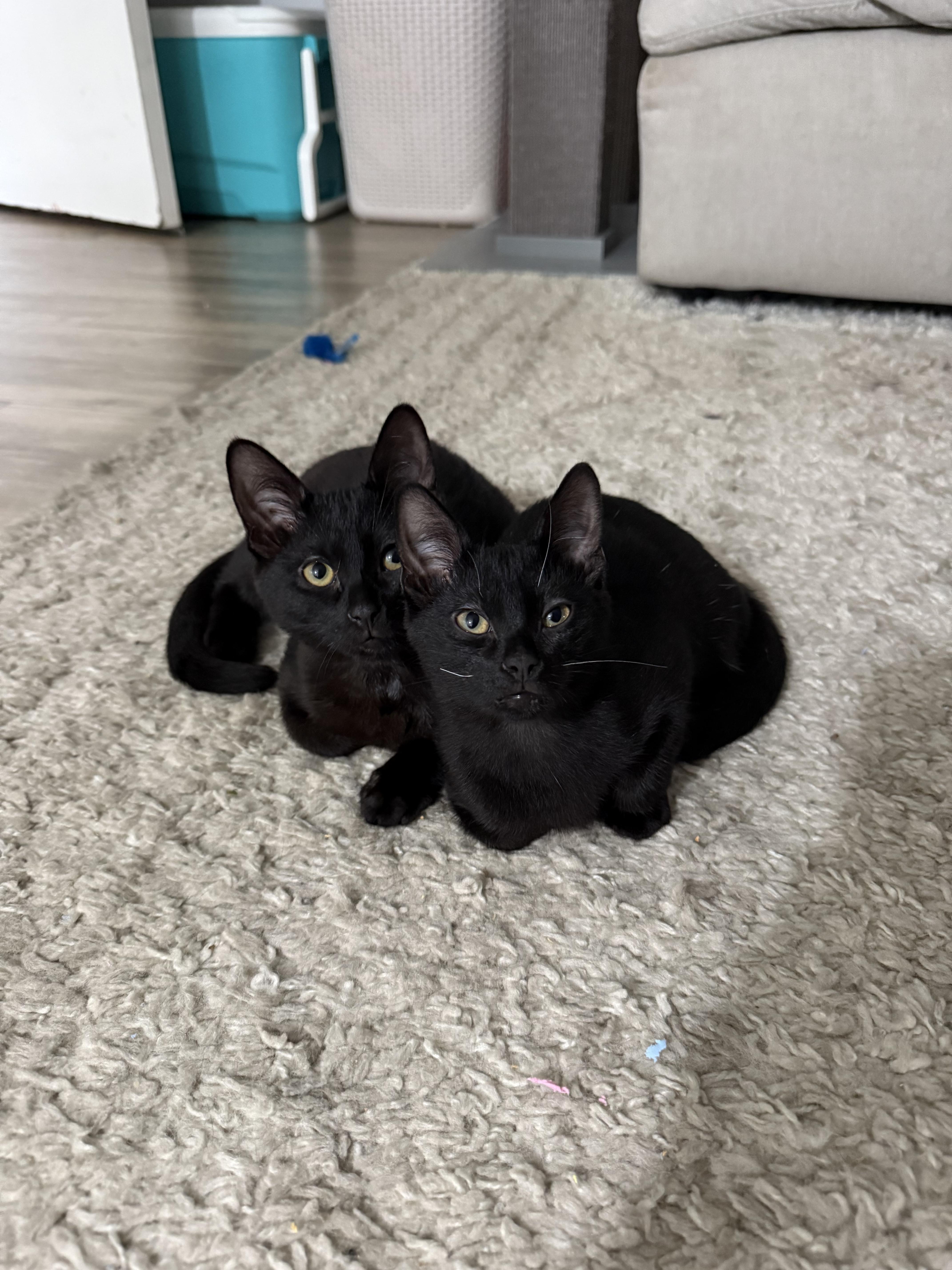 Winnie & Binx, ADOPTABLE, Young Female Domestic Short Hair.