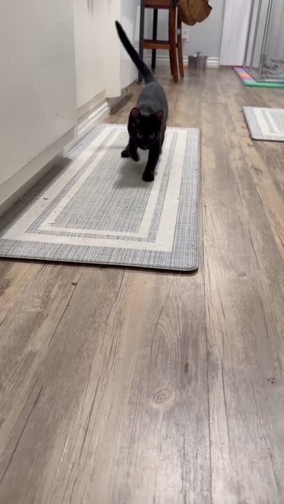 Enlarge Winnie & Binx, a ADOPTABLE Domestic Short Hair in El Segundo, CA video 2/2