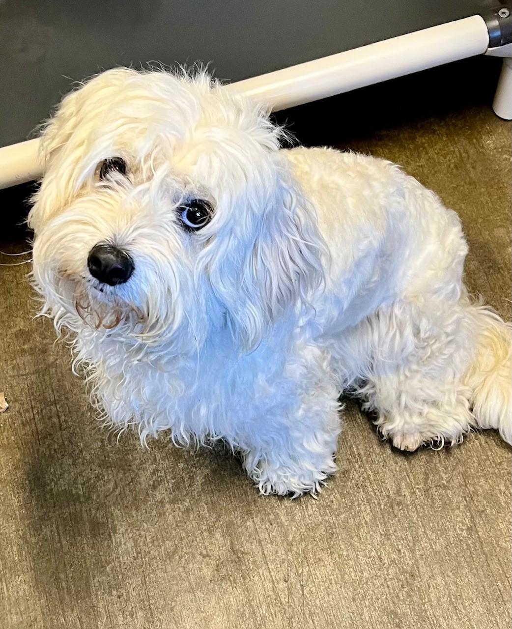 Brie, adopted, Adult Female Cockapoo.