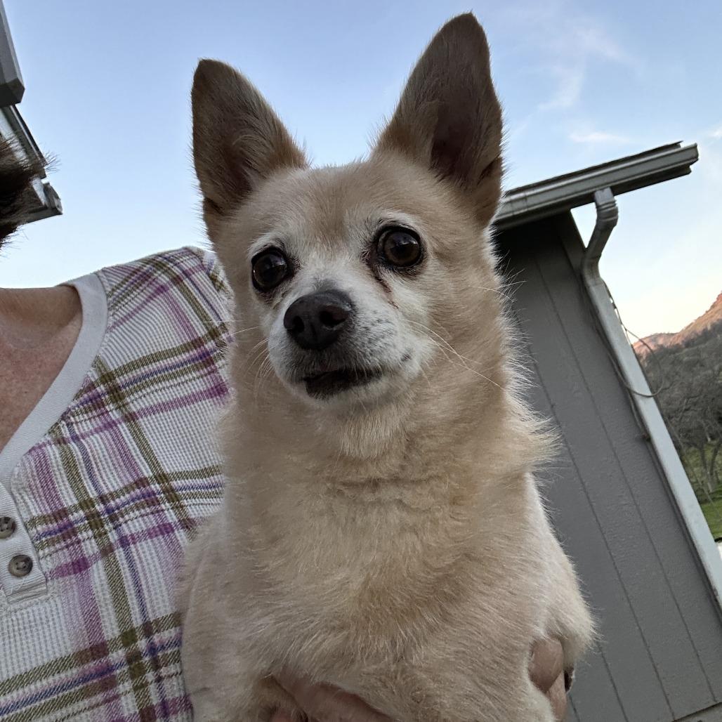 Enlarge Horacio, a Adoptable mixed breed in Fresno, CA image 6/6