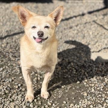 Enlarge Horacio, a Adoptable mixed breed in Fresno, CA image 3/6