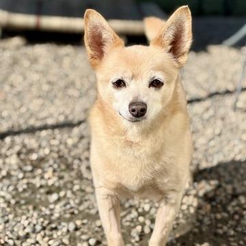 Enlarge Horacio, a Adoptable mixed breed in Fresno, CA image 2/6