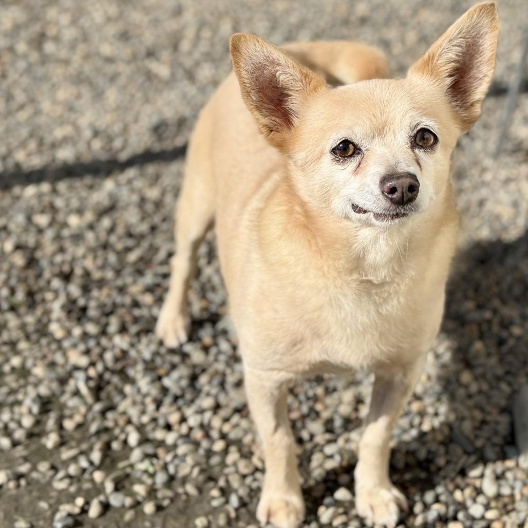 Enlarge Horacio, a Adoptable mixed breed in Fresno, CA image 4/6