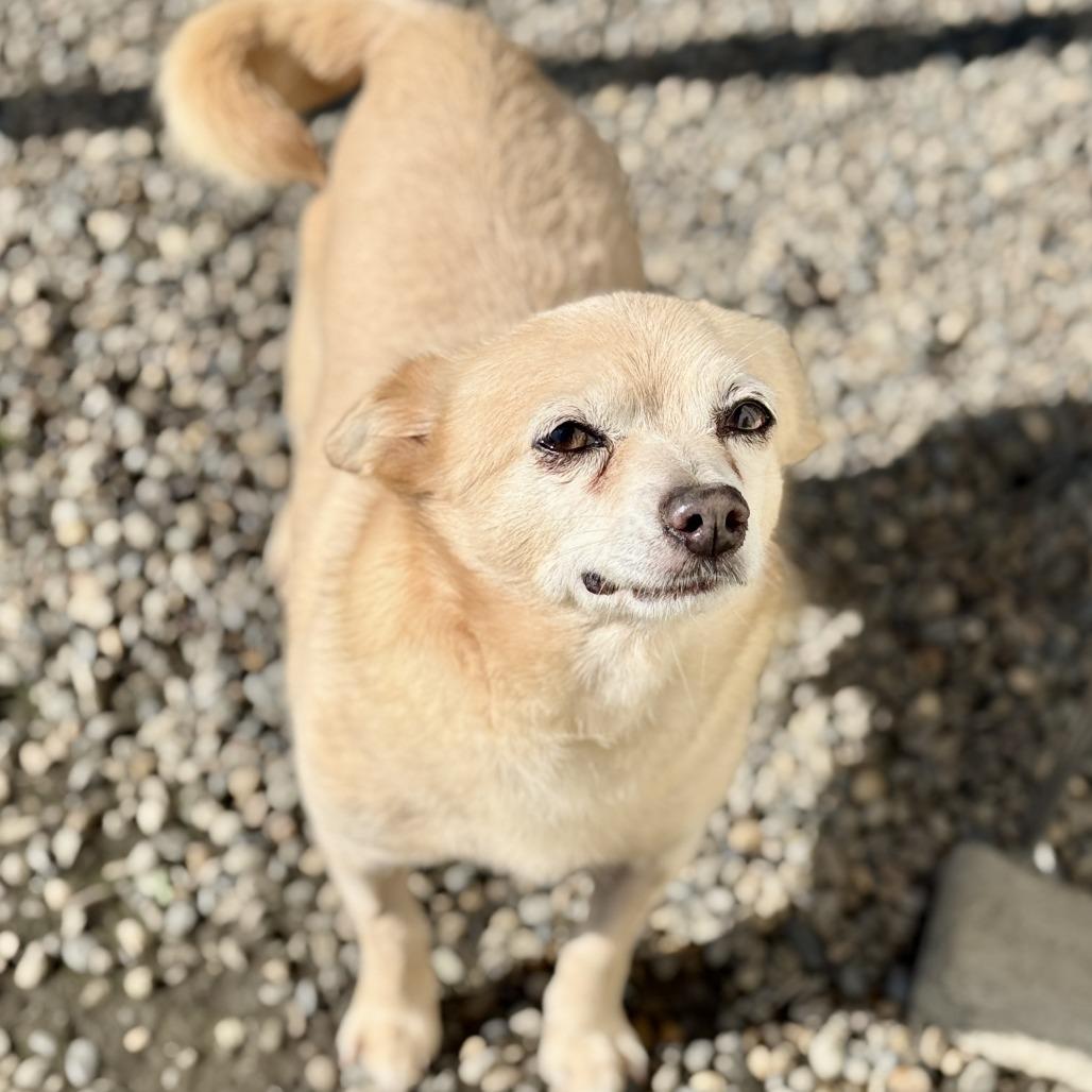 Enlarge Horacio, a Adoptable mixed breed in Fresno, CA image 5/6