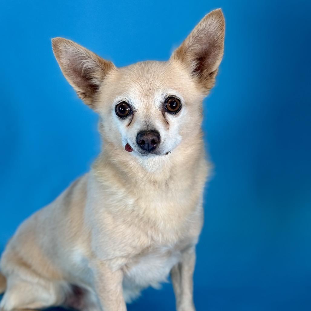 Enlarge Horacio, a Adoptable mixed breed in Fresno, CA image 1/6