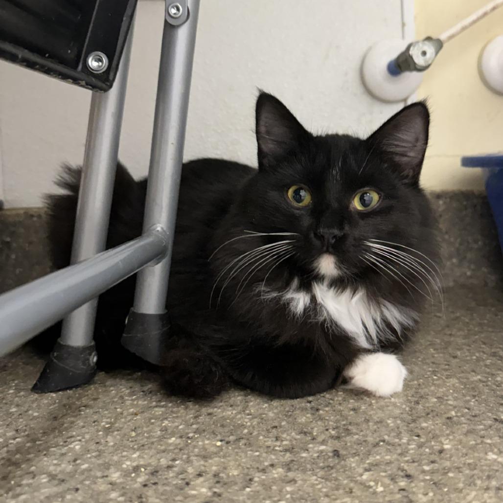 Lexy, Adoptable, Young Female Domestic Short Hair.