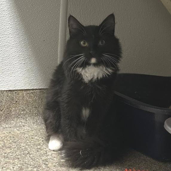 Enlarge Lexy, a Adoptable Domestic Short Hair in Blue Ridge, GA image 2/4