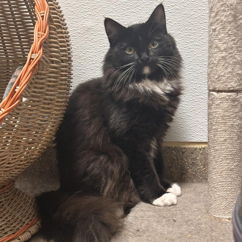 Enlarge Lexy, a Adoptable Domestic Short Hair in Blue Ridge, GA image 3/4