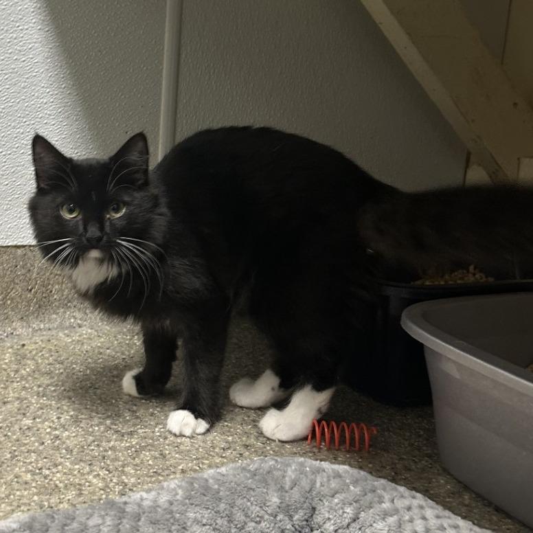 Enlarge Lexy, a Adoptable Domestic Short Hair in Blue Ridge, GA image 4/4