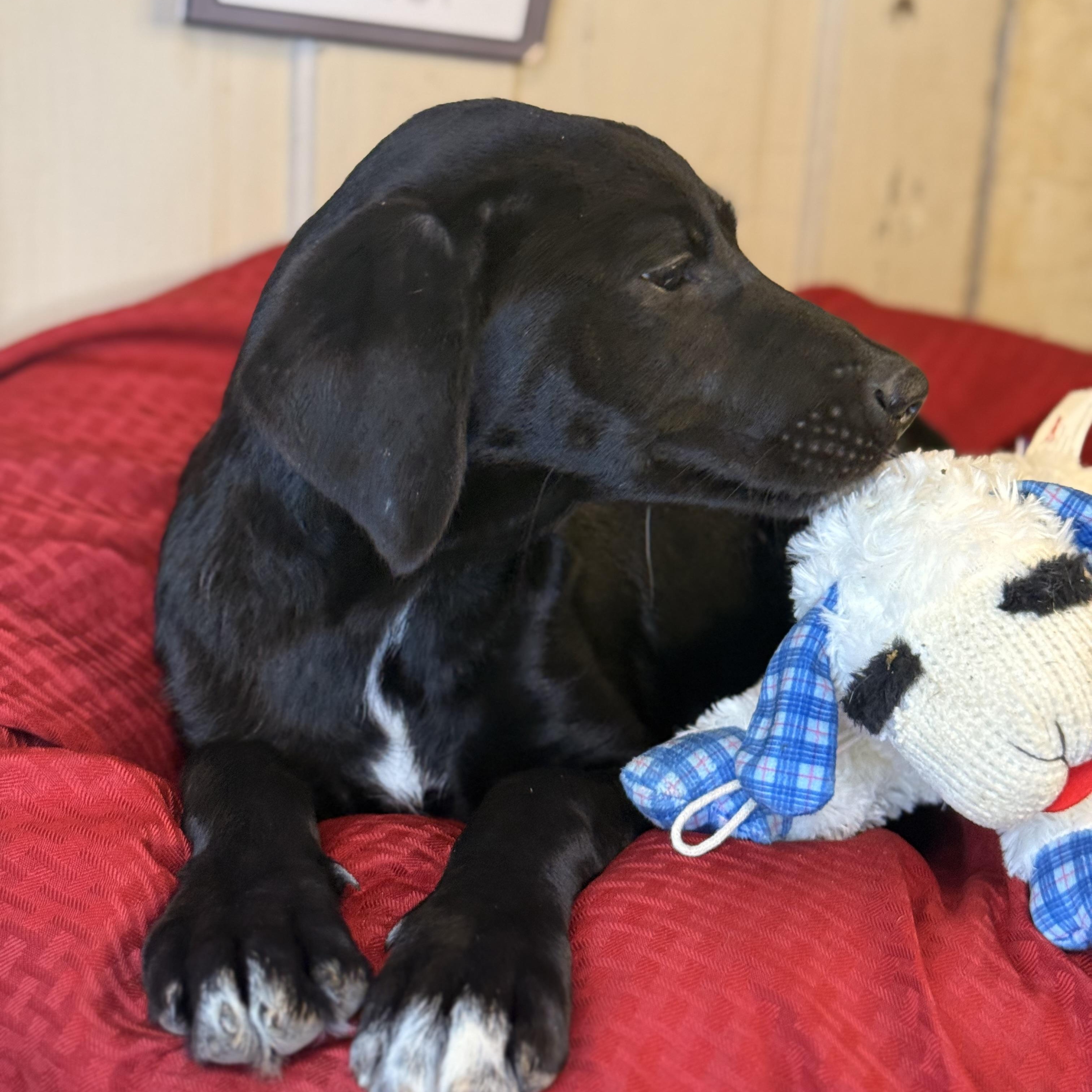 Talia, an adoptable Black Labrador Retriever, Coonhound in Green Bay, WI, 54304 | Photo Image 4