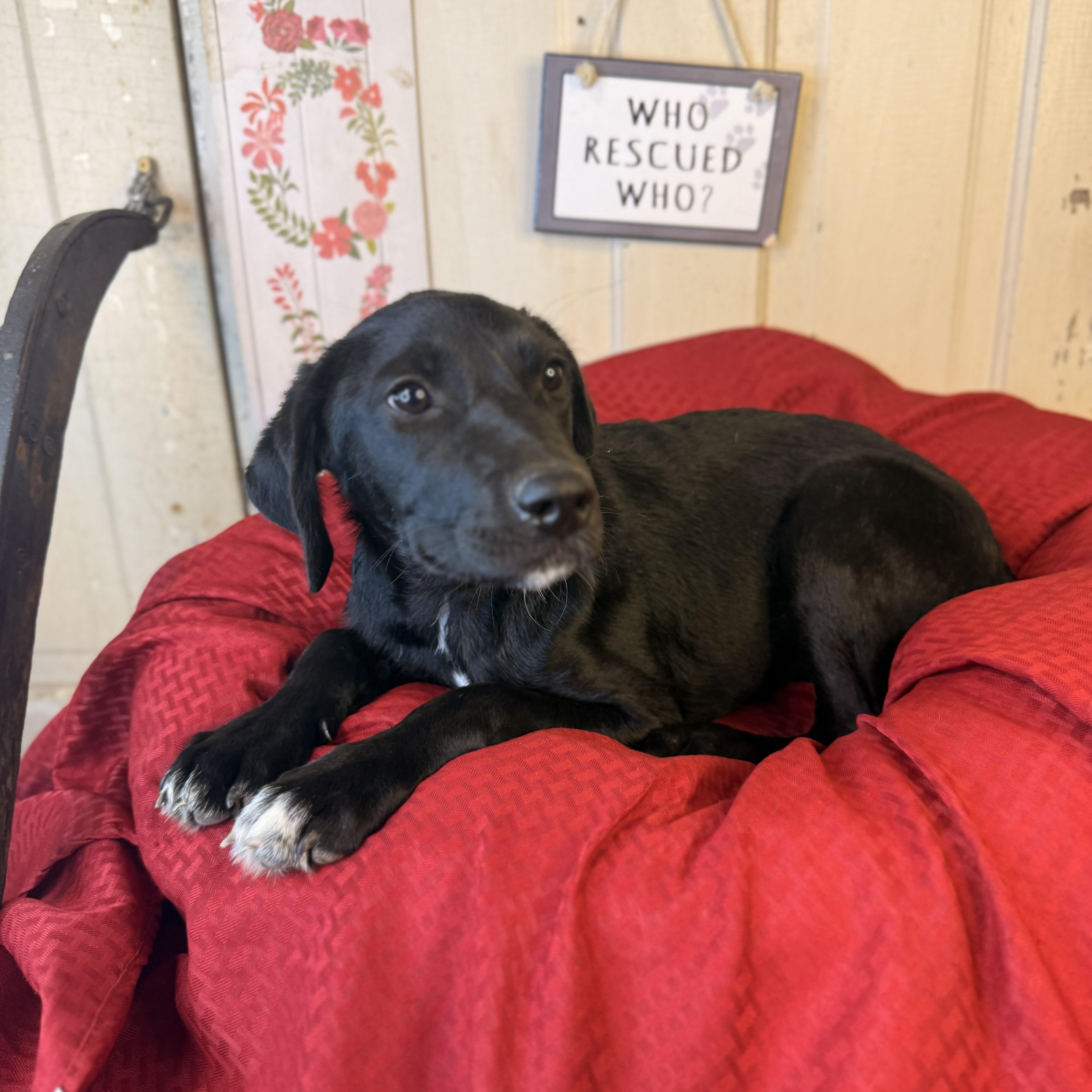 Talia, an adoptable Black Labrador Retriever, Coonhound in Green Bay, WI, 54304 | Photo Image 6