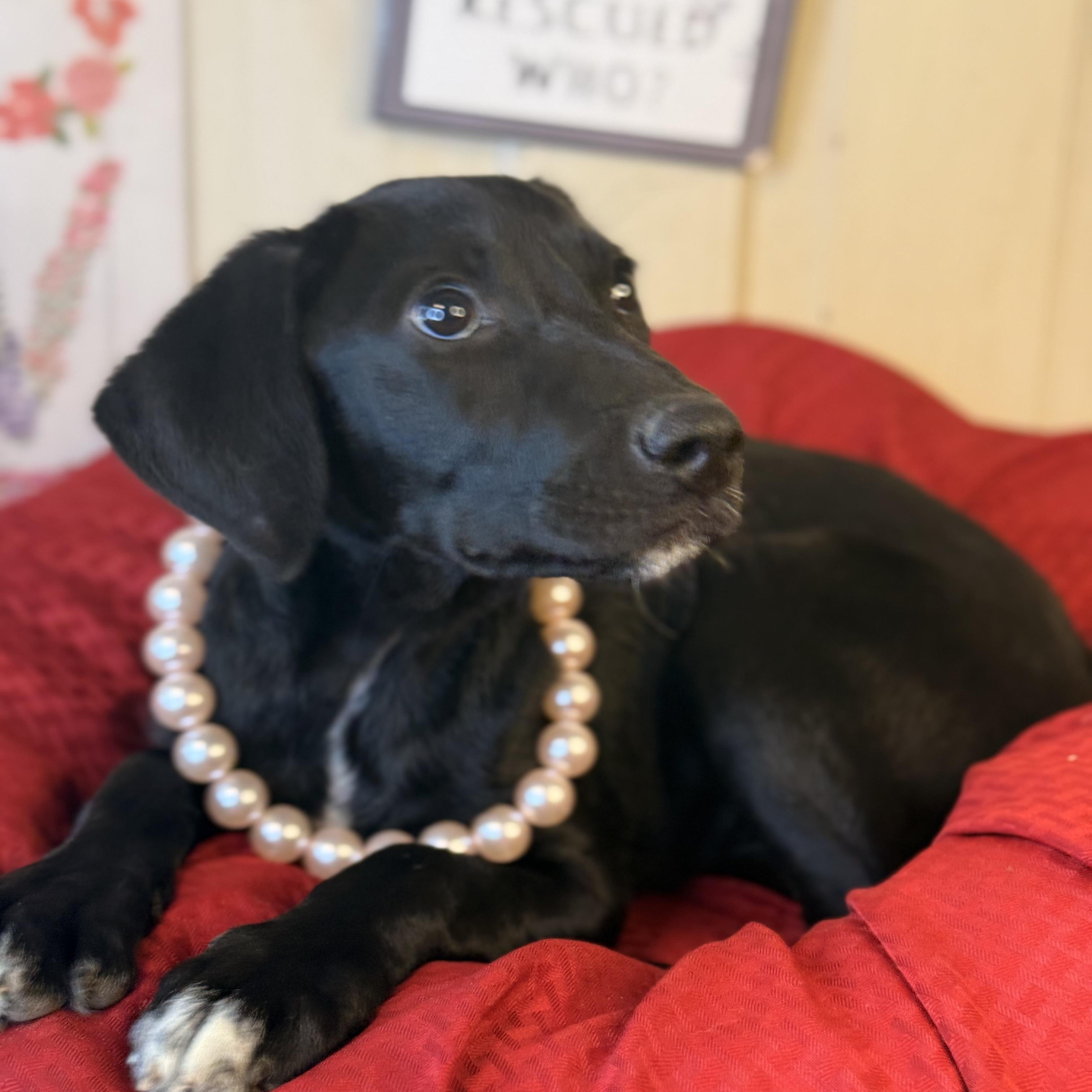 Talia, an adoptable Black Labrador Retriever, Coonhound in Green Bay, WI, 54304 | Photo Image 1