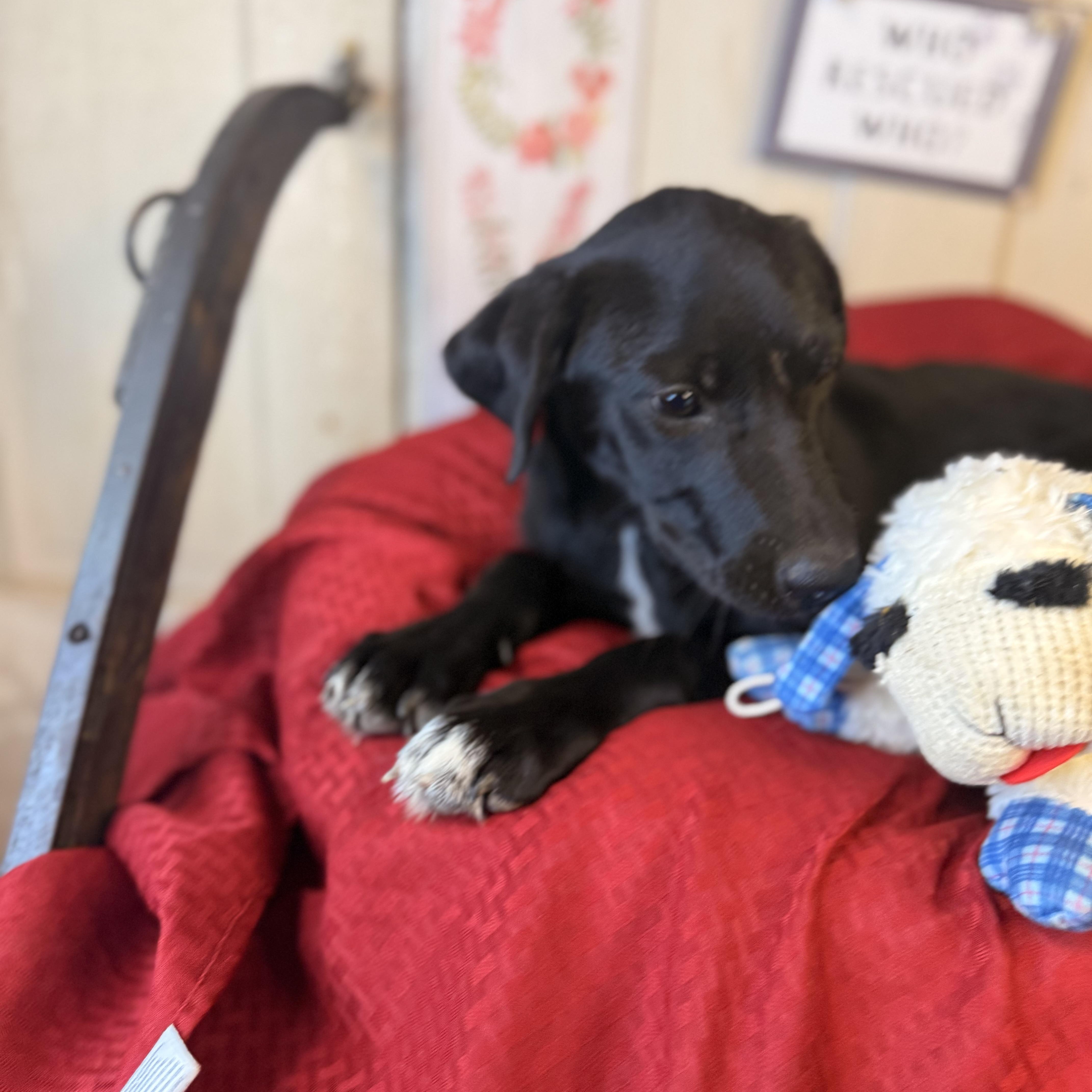 Talia, an adoptable Black Labrador Retriever, Coonhound in Green Bay, WI, 54304 | Photo Image 5