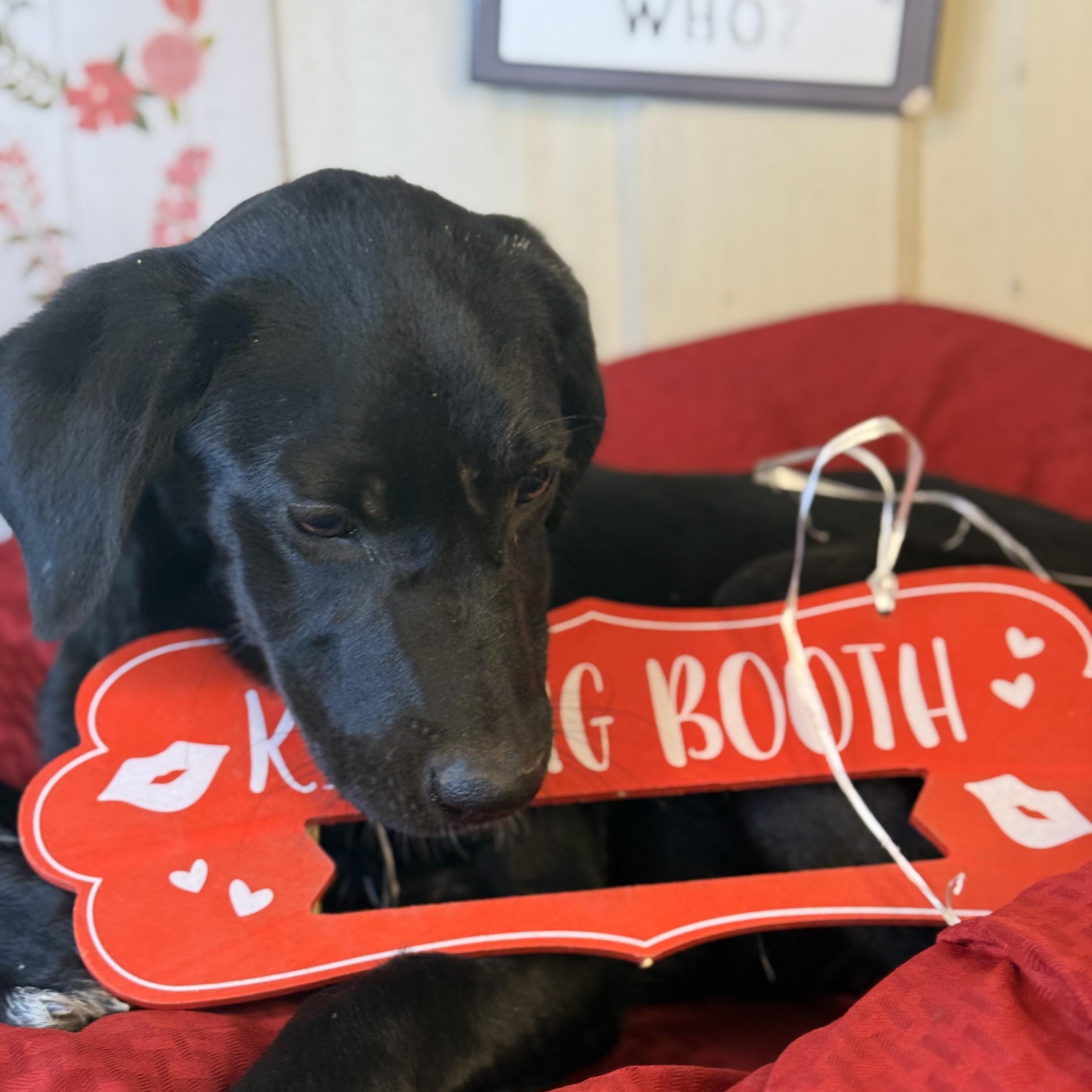 Talia, an adoptable Black Labrador Retriever, Coonhound in Green Bay, WI, 54304 | Photo Image 2