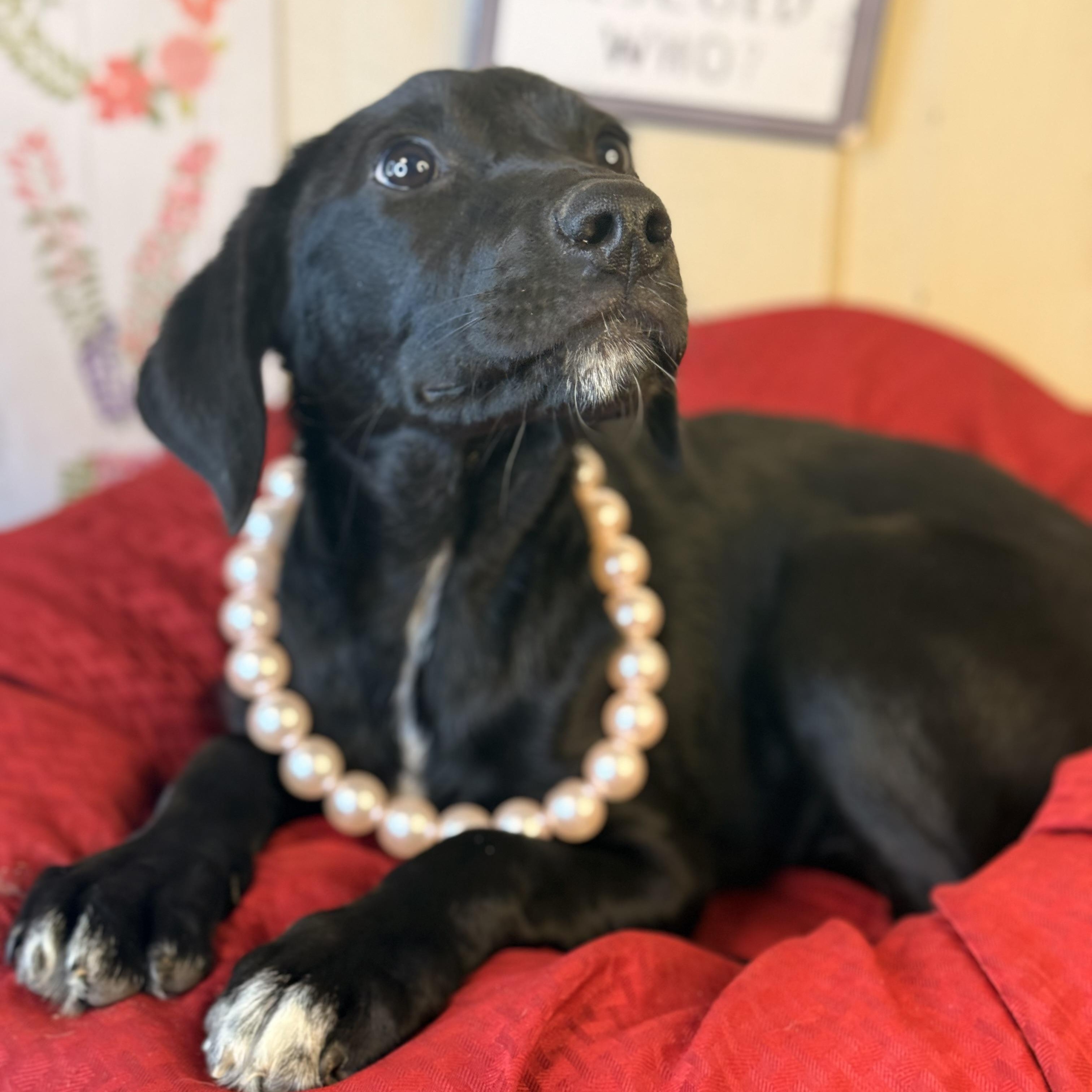 Talia, an adoptable Black Labrador Retriever, Coonhound in Green Bay, WI, 54304 | Photo Image 3