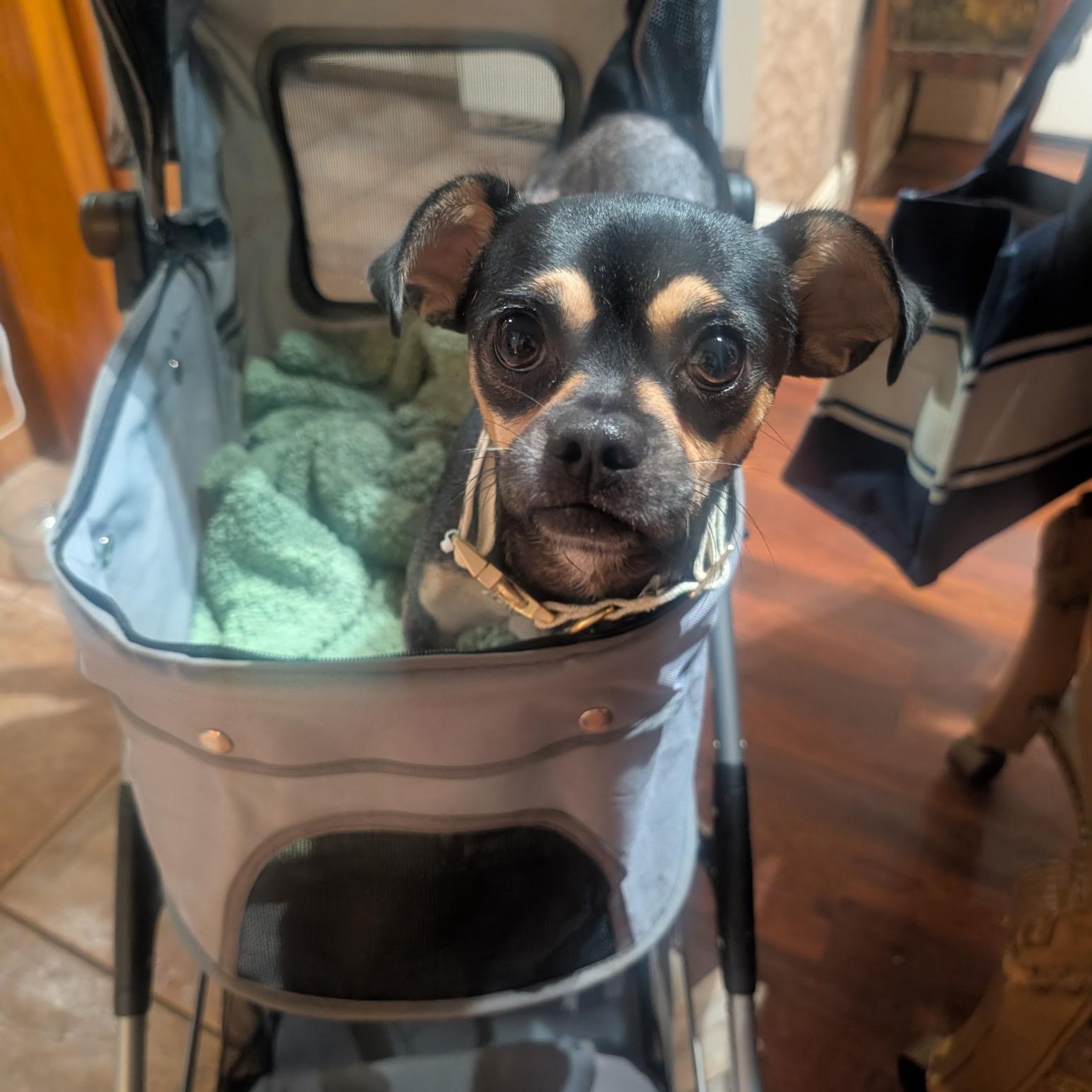 Enlarge Brewster, a Adoptable mixed breed in White Plains, NY image 2/6