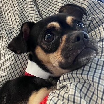 Enlarge Brewster, a Adoptable mixed breed in White Plains, NY image 4/6