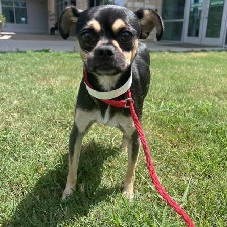 Enlarge Brewster, a Adoptable mixed breed in White Plains, NY image 5/6