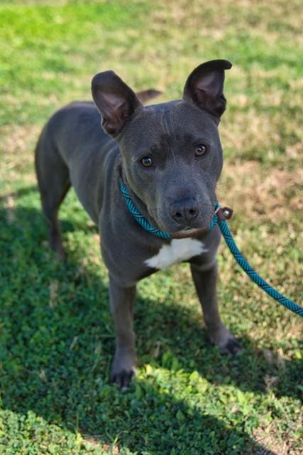OMAHA, Adoptable, Young Male Pit Bull Terrier & Mixed Breed.