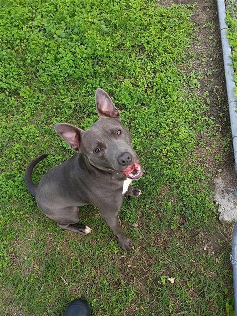 Enlarge OMAHA, a Adoptable mixed breed in Corpus Christi, TX image 1/1