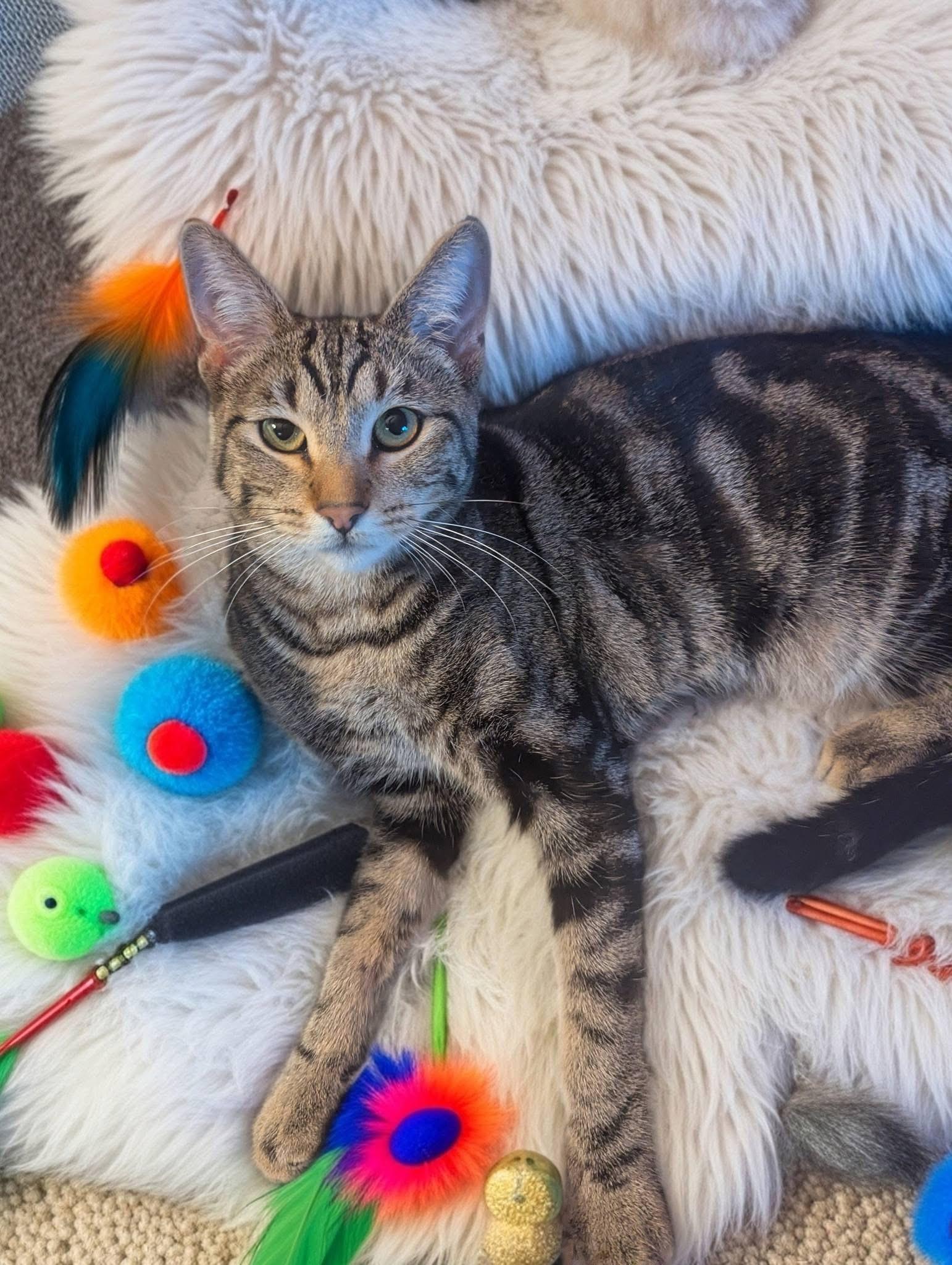 Enlarge Madge, a ADOPTABLE Tabby in Oakley, CA image 2/4