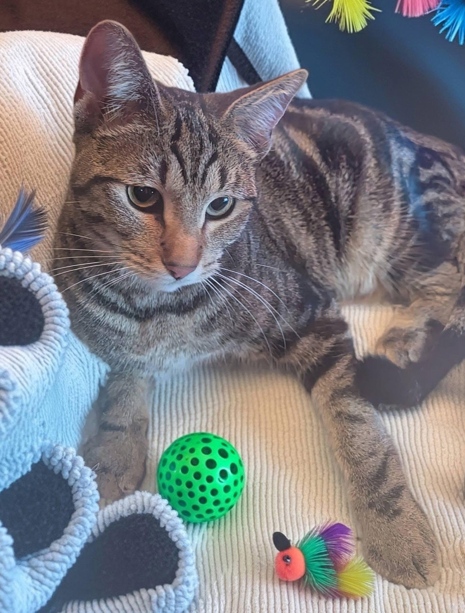 Enlarge Madge, a ADOPTABLE Tabby in Oakley, CA image 3/4