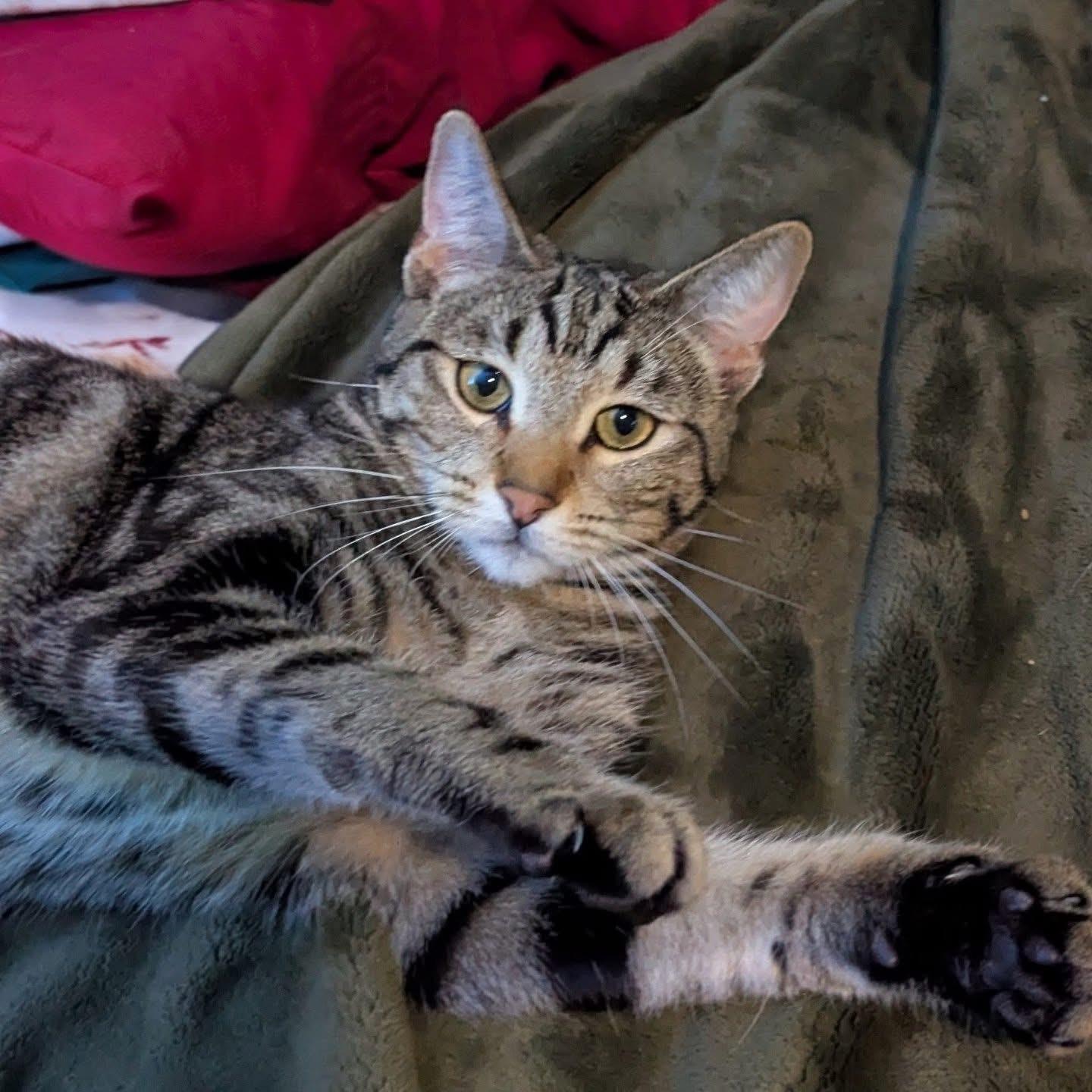 Enlarge Madge, a ADOPTABLE Tabby in Oakley, CA image 1/4