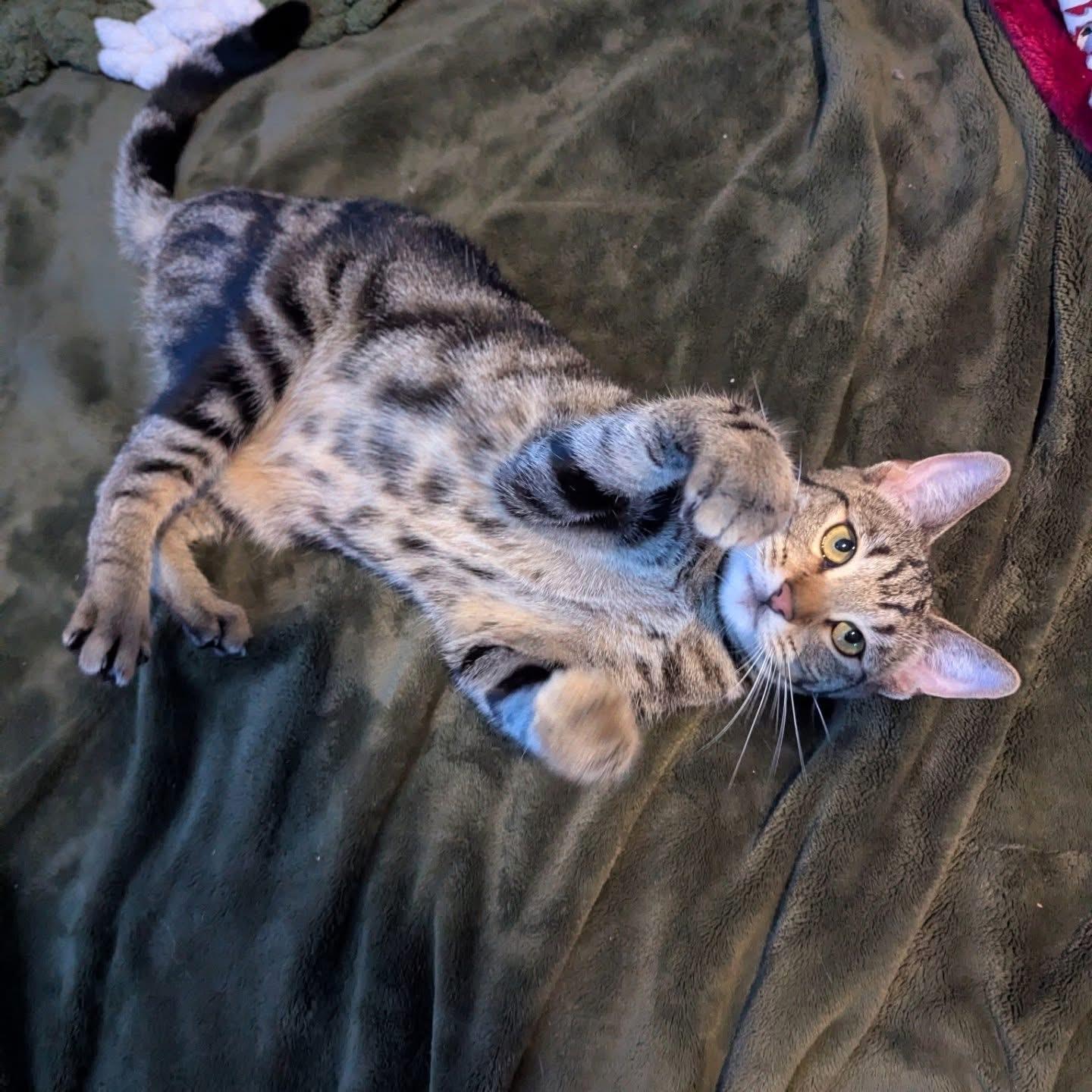 Enlarge Madge, a ADOPTABLE Tabby in Oakley, CA image 4/4