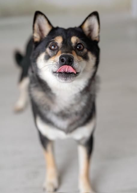 Enlarge Mimi, a Adopted Shiba Inu in Floral Park, NY image 6/6