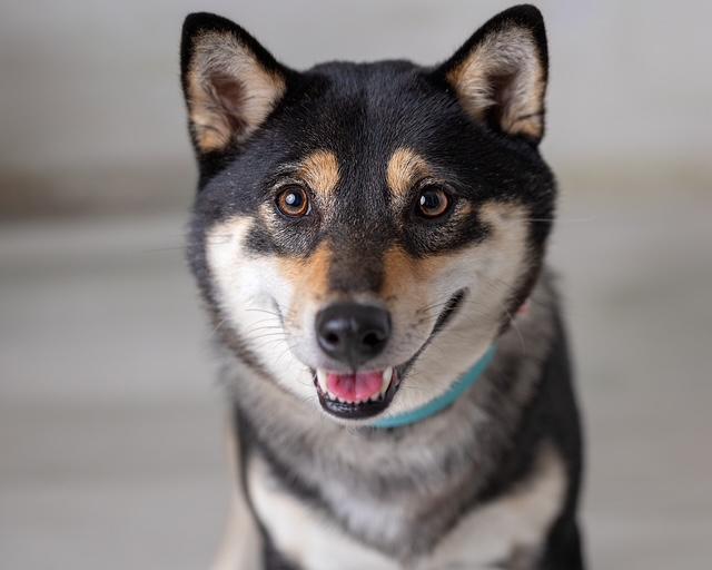 Enlarge Mimi, a Adopted Shiba Inu in Floral Park, NY image 2/6