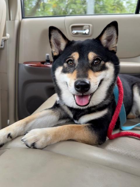 Enlarge Mimi, a Adopted Shiba Inu in Floral Park, NY image 1/6
