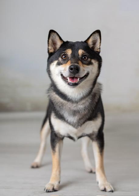 Enlarge Mimi, a Adopted Shiba Inu in Floral Park, NY image 4/6