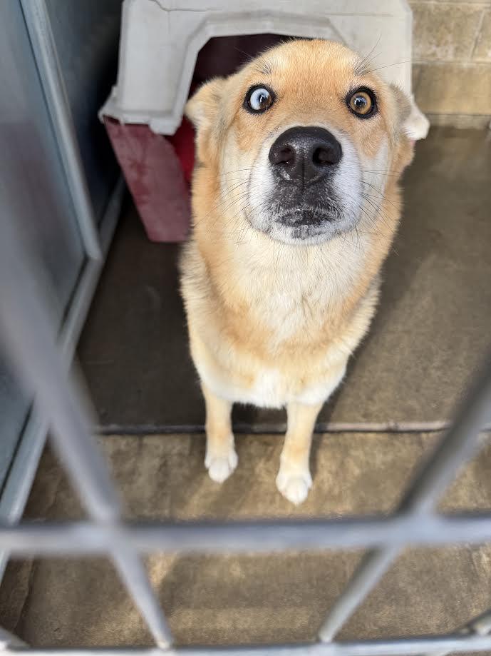 Enlarge Evie, a ADOPTABLE mixed breed in Oakdale, CA image 1/1