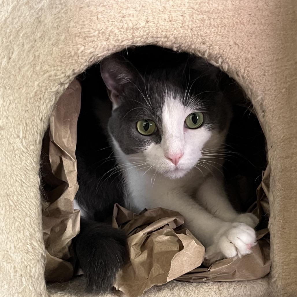 Trinity, Adoptable, Adult Female Domestic Medium Hair.