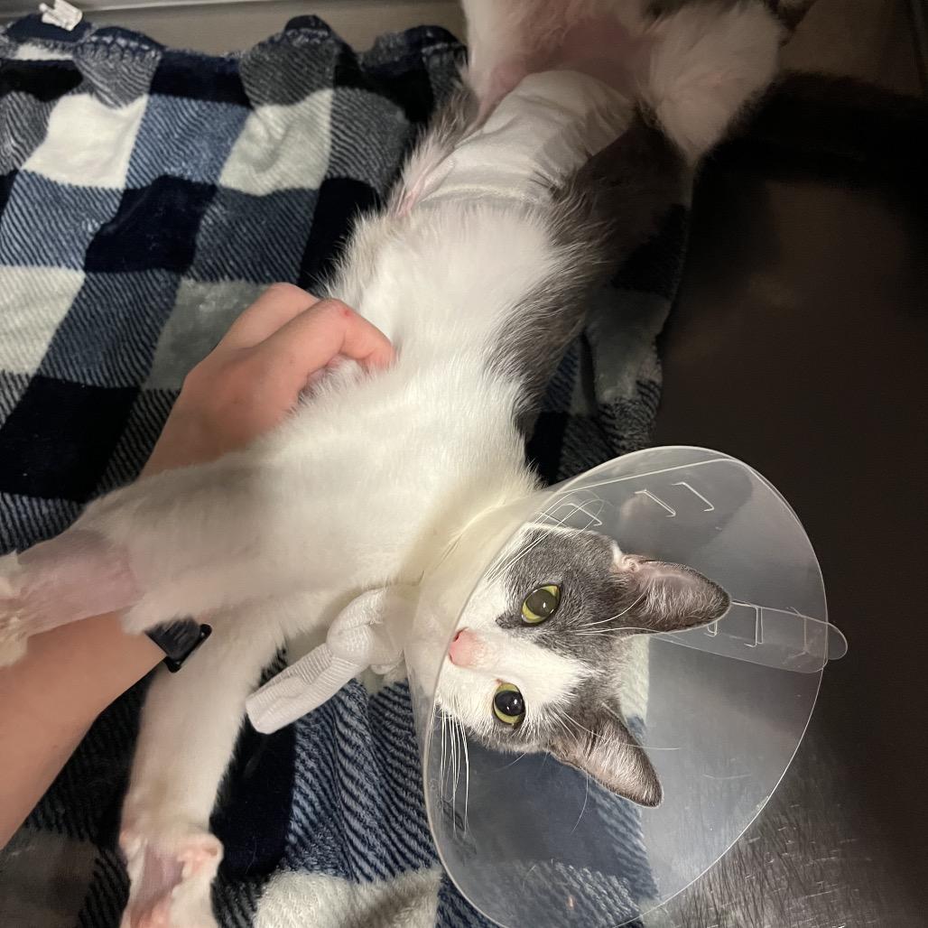 Enlarge Trinity, a Adoptable Domestic Medium Hair in Memphis, TN image 1/3