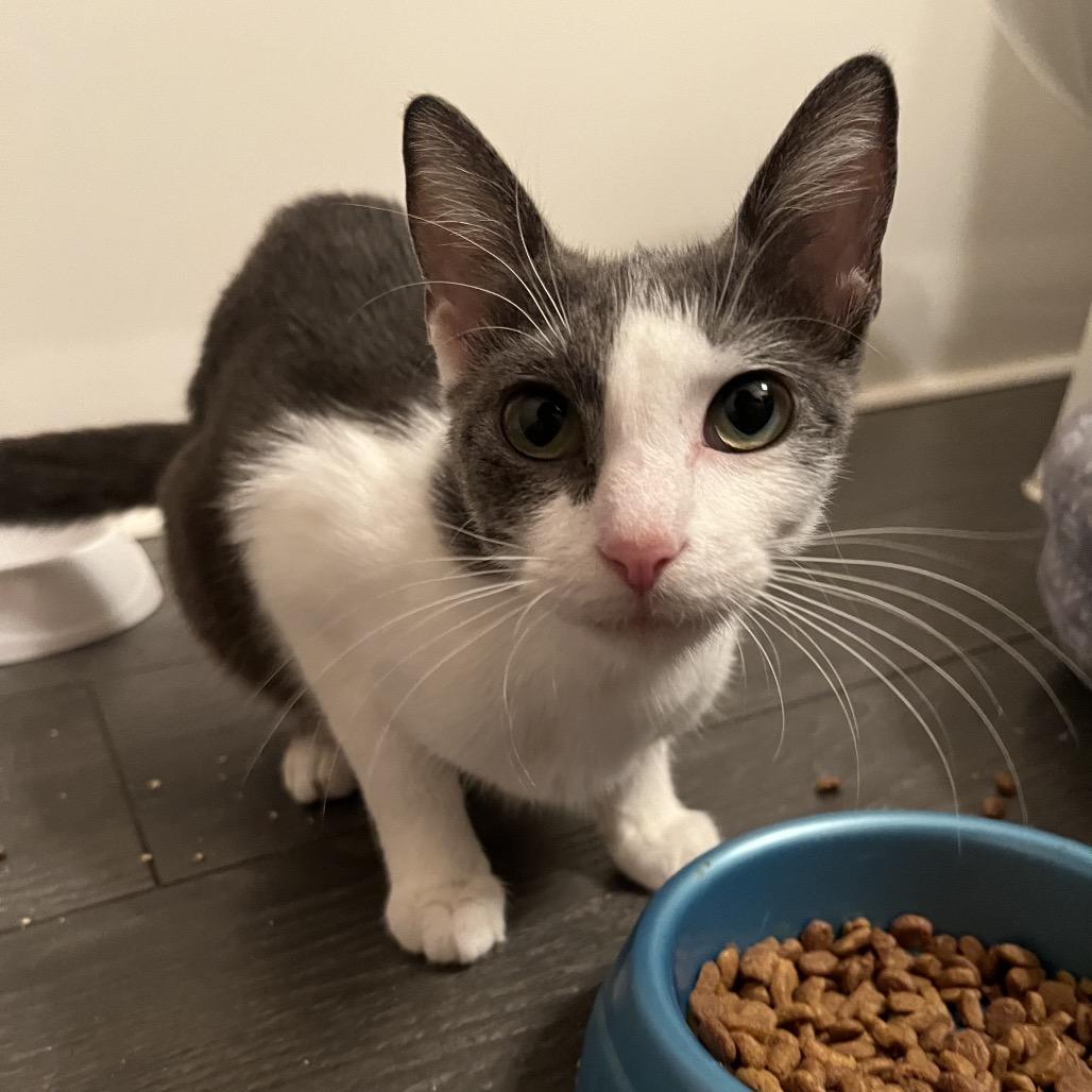 Enlarge Trinity, a Adoptable Domestic Medium Hair in Memphis, TN image 2/3