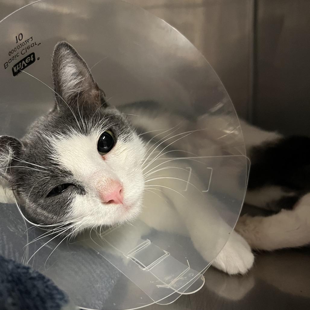 Enlarge Trinity, a Adoptable Domestic Medium Hair in Memphis, TN image 3/3