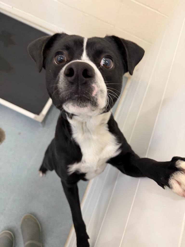 Enlarge Tucker, a Adoptable mixed breed in Portland, IN image 1/1