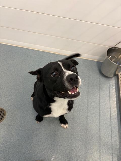 Tucker, a Adoptable mixed breed in Portland, IN image 2/2