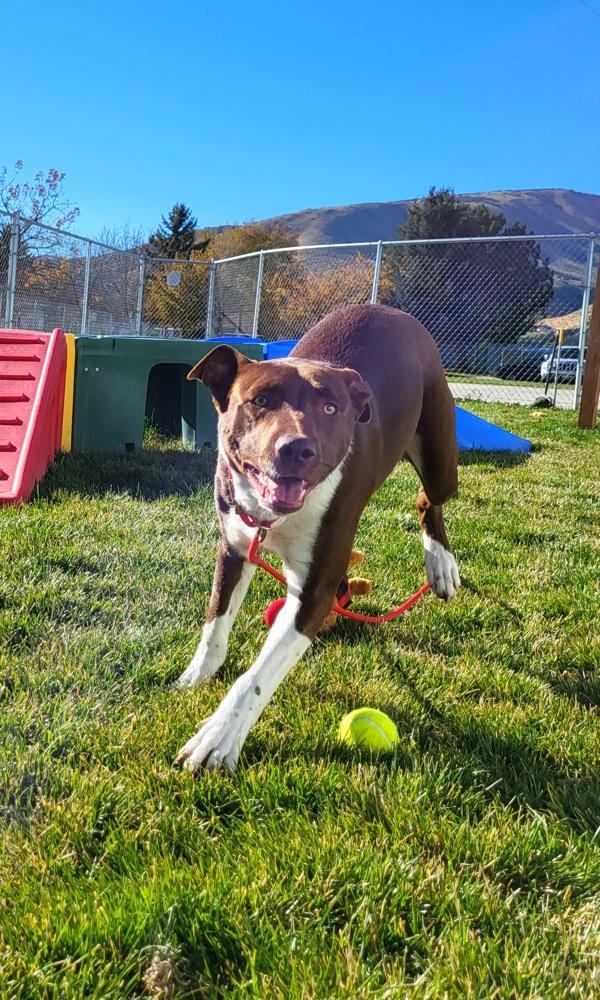 Vee 44539, a Adoptable mixed breed in Pocatello, ID image 2/6
