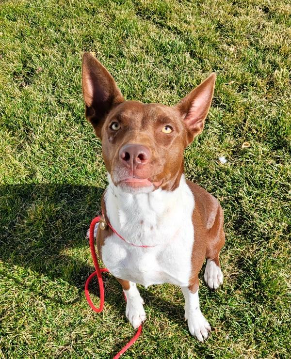 Vee 44539, a Adoptable mixed breed in Pocatello, ID image 3/6