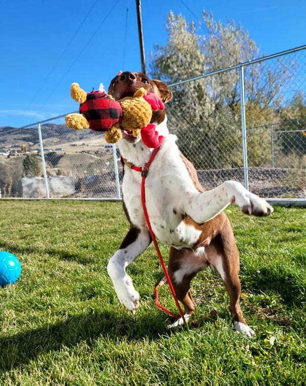 Vee 44539, a Adoptable mixed breed in Pocatello, ID image 5/6