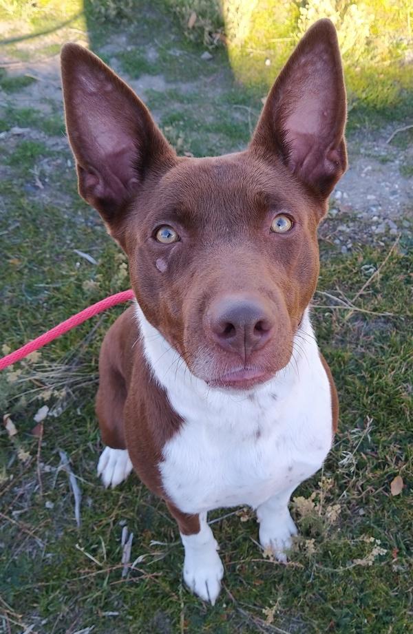 Vee 44539, a Adoptable mixed breed in Pocatello, ID image 6/6